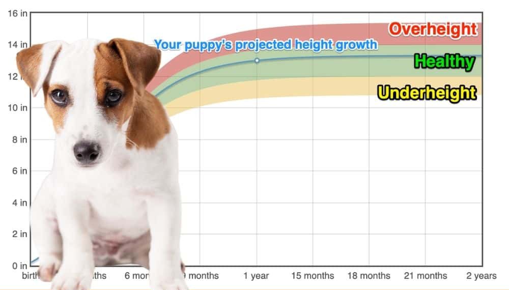 Jack Russell Terrier Height+Growth Chart How Tall Will My Jack